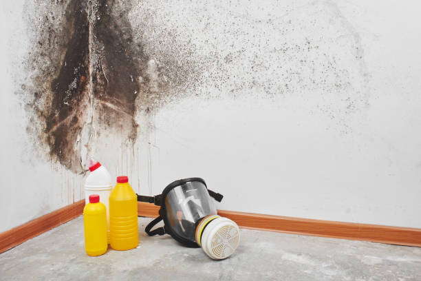 Best Attic Mold Removal  in Lake Ketchum, WA