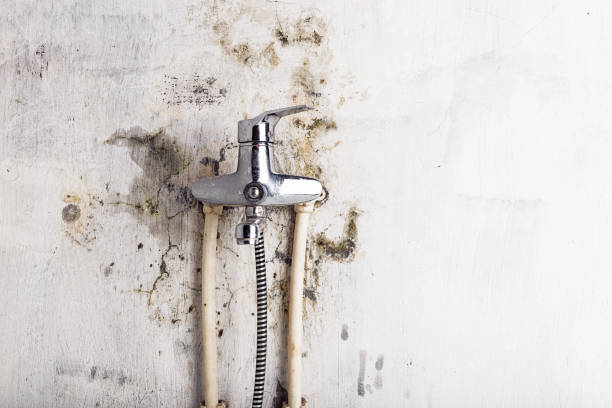 Best Best Mold Removal Companies  in Lake Ketchum, WA