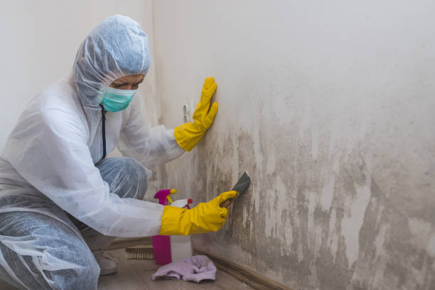 Best Mold Removal Company Near Me  in Lake Ketchum, WA