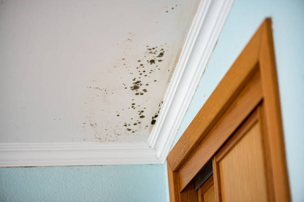 Best Certified Mold Removal  in Lake Ketchum, WA
