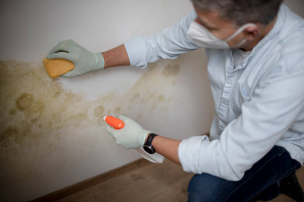 Best Local Mold Removal Service  in Lake Ketchum, WA