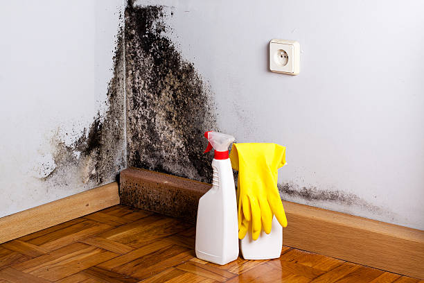 Best Mold Damage Repair  in Lake Ketchum, WA